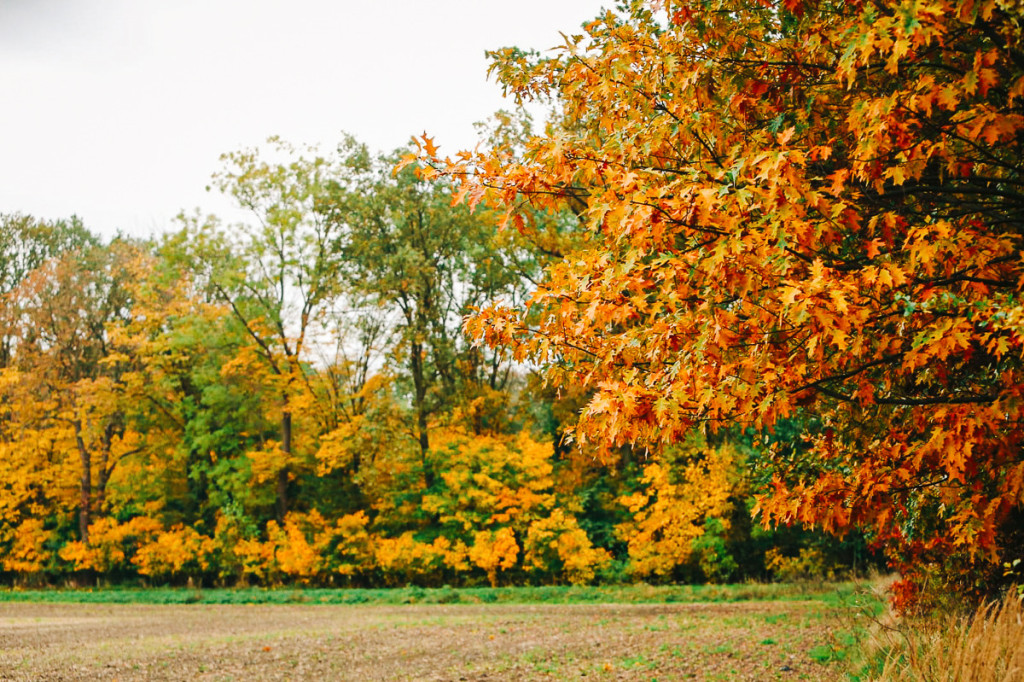 Mąkoszyce w barwach jesieni. Zobacz krótką fotogalerię autorstwa Łukasza Józwenki