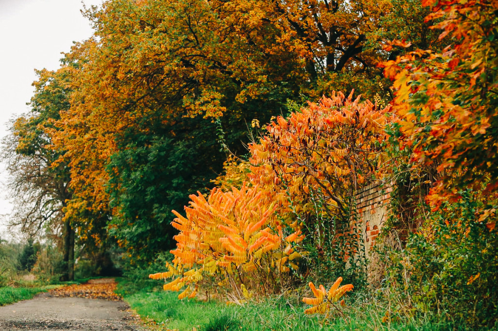 Mąkoszyce w barwach jesieni. Zobacz krótką fotogalerię autorstwa Łukasza Józwenki