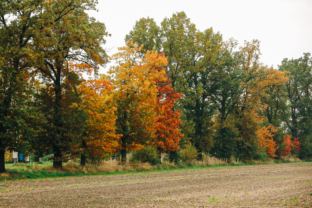 Mąkoszyce w barwach jesieni. Zobacz krótką fotogalerię autorstwa Łukasza Józwenki
