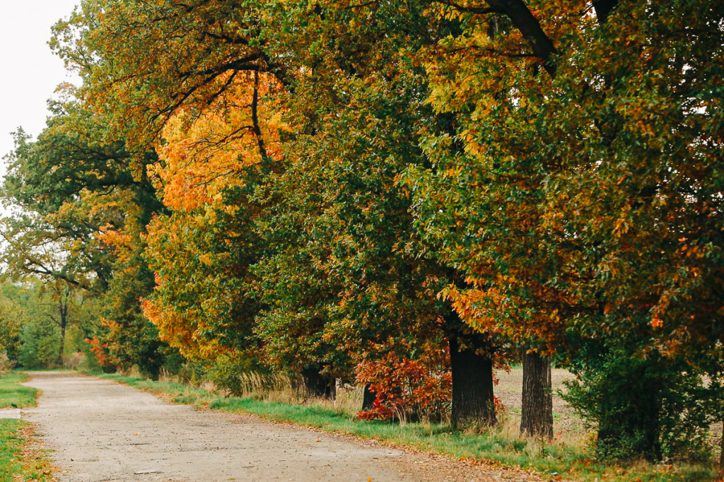 Mąkoszyce w barwach jesieni. Zobacz krótką fotogalerię autorstwa Łukasza Józwenki