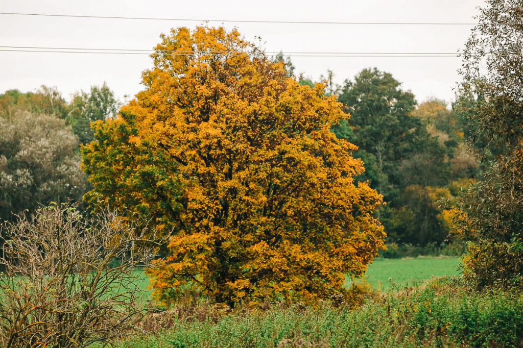 Mąkoszyce w barwach jesieni. Zobacz krótką fotogalerię autorstwa Łukasza Józwenki