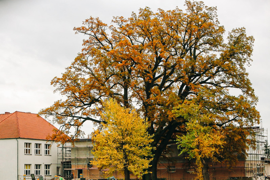 Mąkoszyce w barwach jesieni. Zobacz krótką fotogalerię autorstwa Łukasza Józwenki