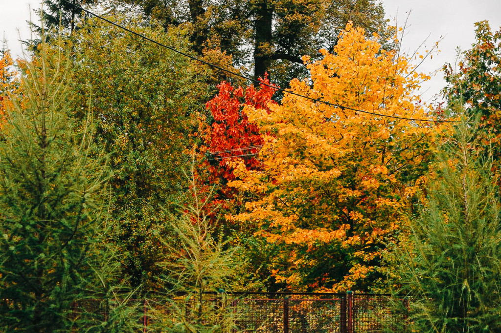 Mąkoszyce w barwach jesieni. Zobacz krótką fotogalerię autorstwa Łukasza Józwenki