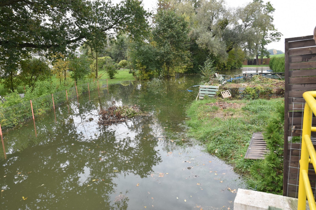 Wał przeciwpowodziowy w Brzegu czeka drobna naprawa, ale zdaniem RZGW nie przesiąka [wideo]