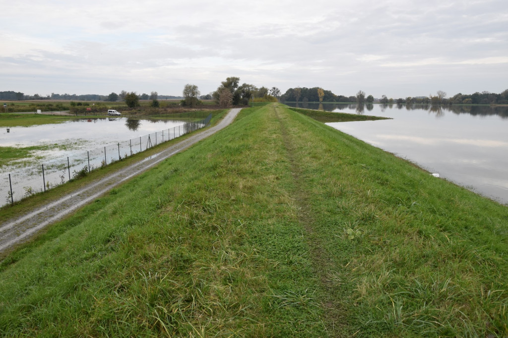Wał przeciwpowodziowy w Brzegu czeka drobna naprawa, ale zdaniem RZGW nie przesiąka [wideo]