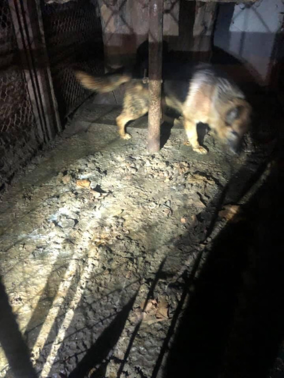 Ksiądz może usłyszeć zarzut znęcania się nad zwierzętami. TOZ odebrał mu dwa psy