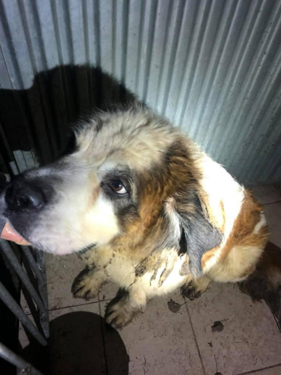 Ksiądz może usłyszeć zarzut znęcania się nad zwierzętami. TOZ odebrał mu dwa psy