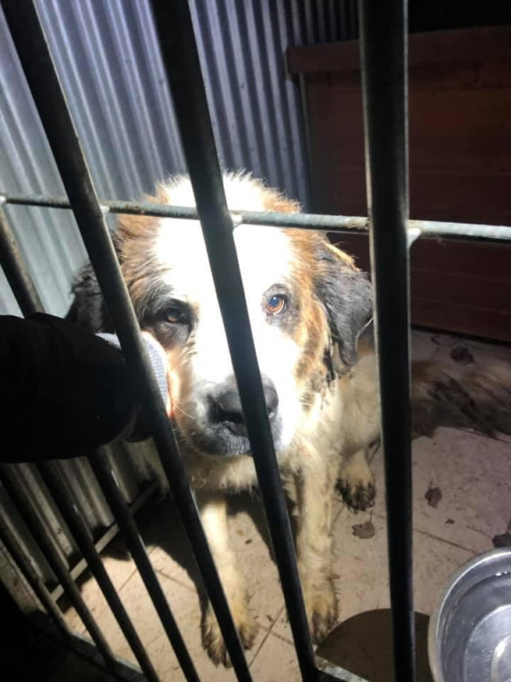 Ksiądz może usłyszeć zarzut znęcania się nad zwierzętami. TOZ odebrał mu dwa psy