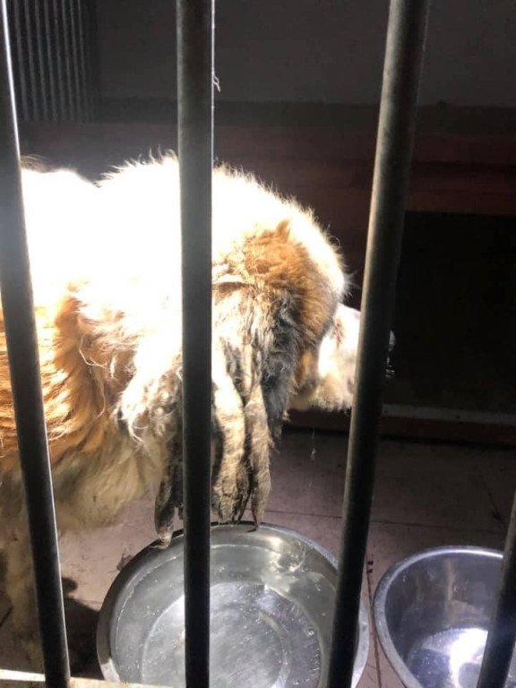 Ksiądz może usłyszeć zarzut znęcania się nad zwierzętami. TOZ odebrał mu dwa psy