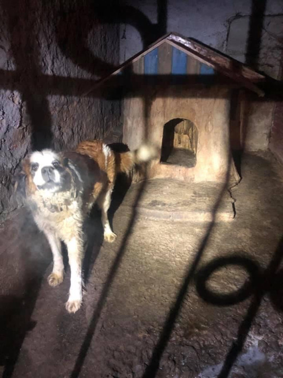 Ksiądz może usłyszeć zarzut znęcania się nad zwierzętami. TOZ odebrał mu dwa psy