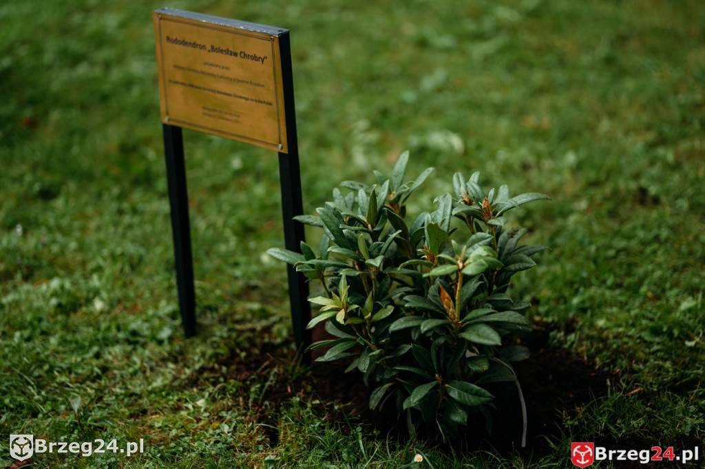 Dominium Skorogoszcz 2025