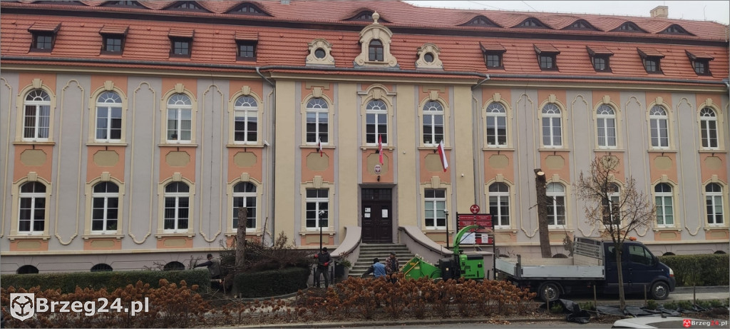 Świerki zniknęły sprzed urzędu. Bez ekspertyzy