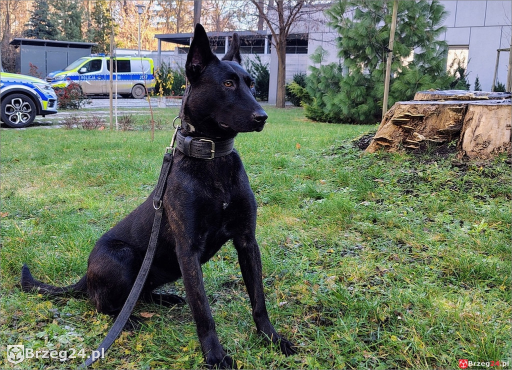 Lara rozpoczęła policyjną służbę