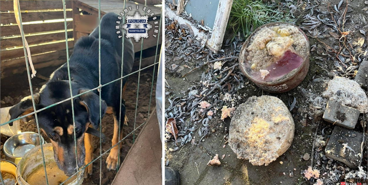 Pies w agonalnym stanie odebrany właścicielowi