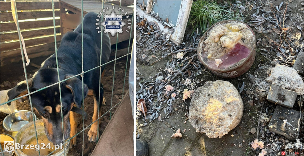 Pies w agonalnym stanie odebrany właścicielowi