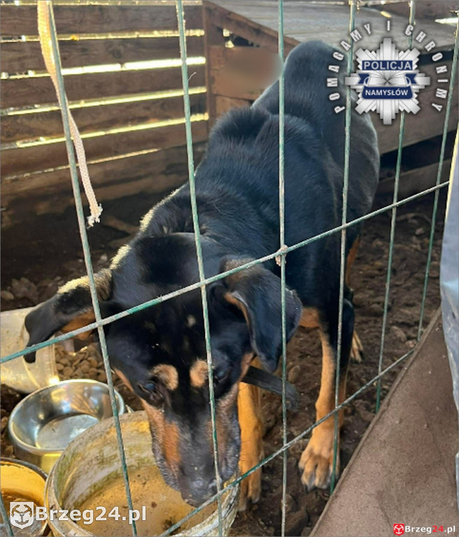 Pies w agonalnym stanie odebrany właścicielowi