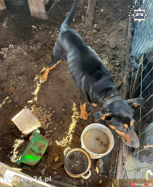 Pies w agonalnym stanie odebrany właścicielowi