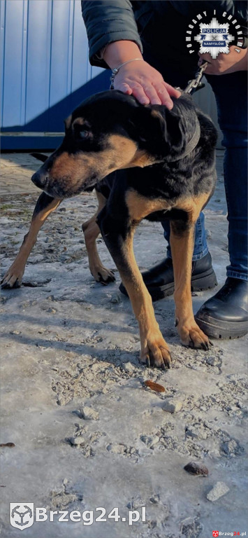 Pies w agonalnym stanie odebrany właścicielowi