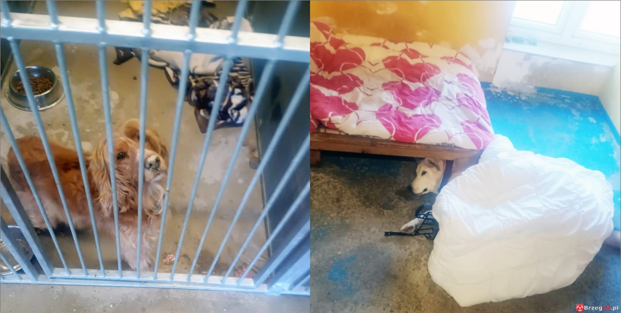 Co dzieje się w „Przytul Psisko”?