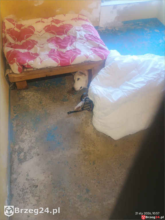 Co dzieje się w „Przytul Psisko”?