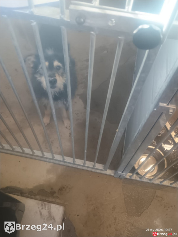 Co dzieje się w „Przytul Psisko”?