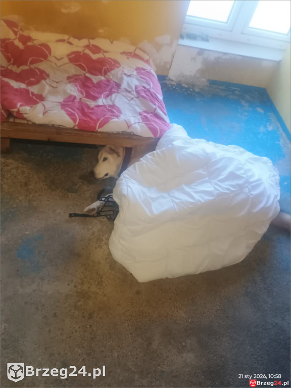 Co dzieje się w „Przytul Psisko”?