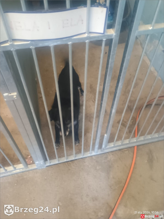 Co dzieje się w „Przytul Psisko”?