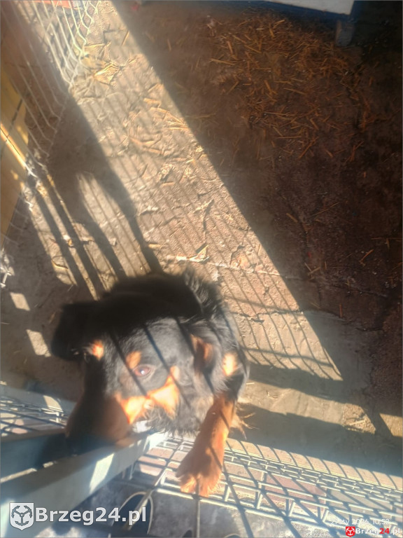 Co dzieje się w „Przytul Psisko”?