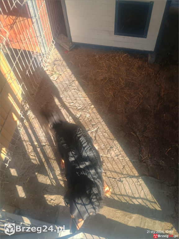 Co dzieje się w „Przytul Psisko”?