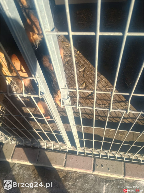 Co dzieje się w „Przytul Psisko”?