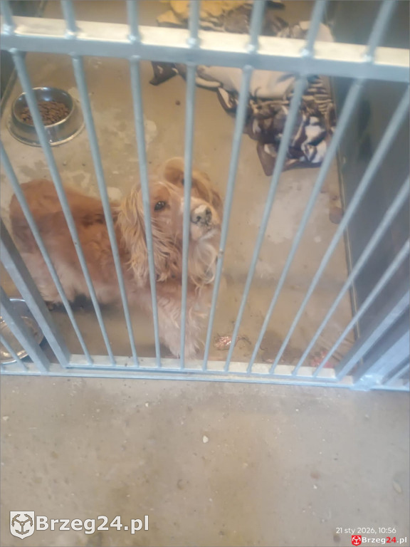 Co dzieje się w „Przytul Psisko”?