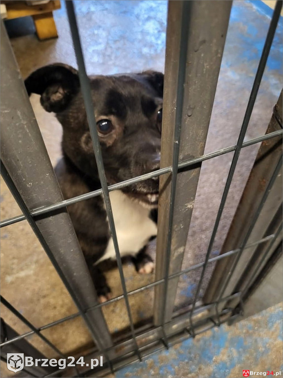 Co dzieje się w „Przytul Psisko”?