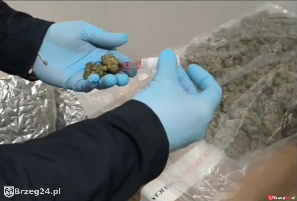 Marihuana warta 2,5 mln zł na palecie w firmie