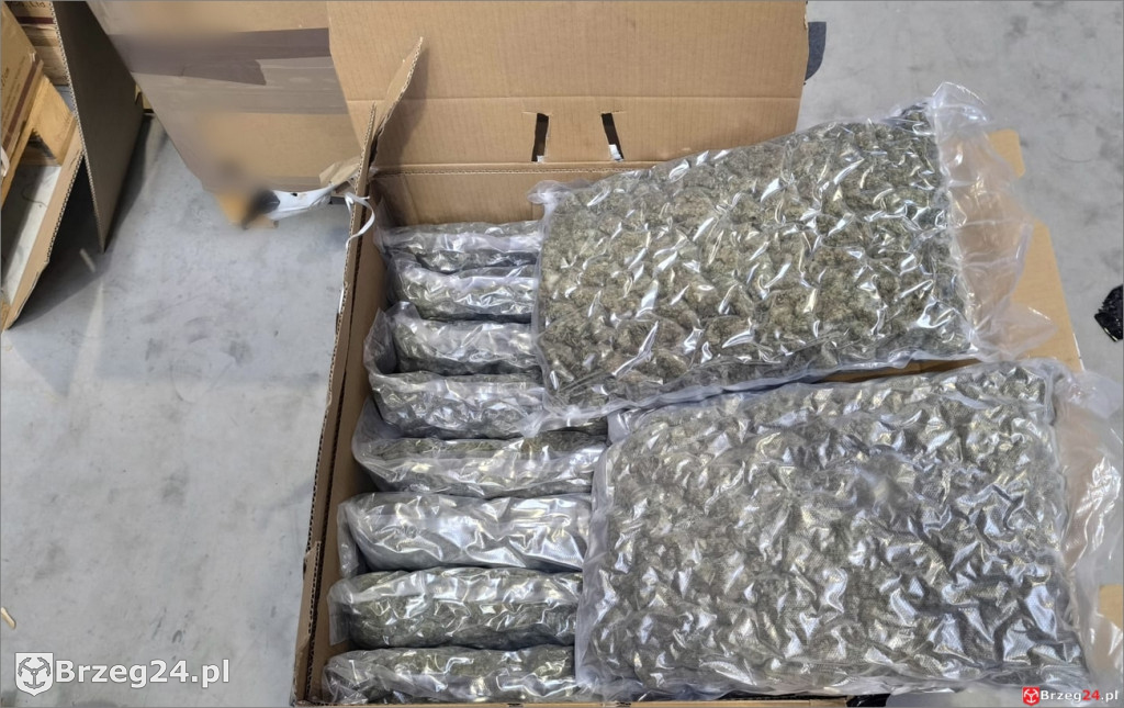 Marihuana warta 2,5 mln zł na palecie w firmie