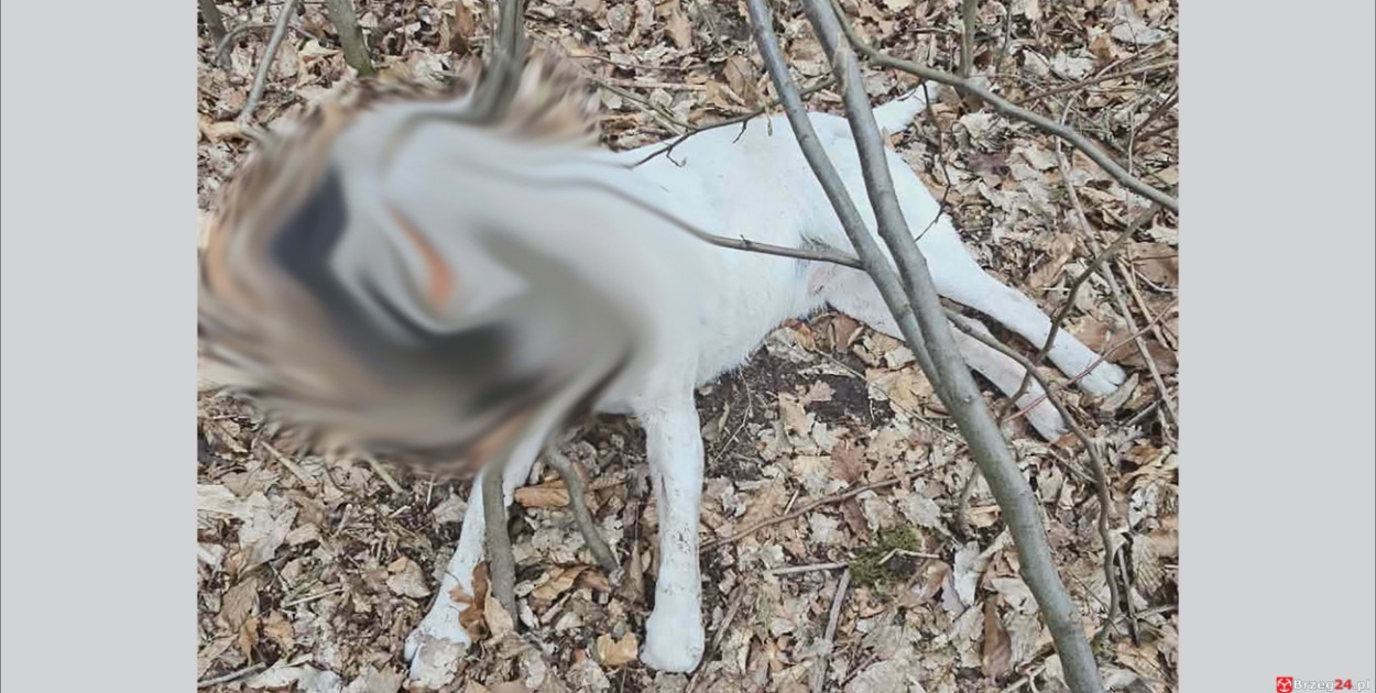 Powieszony pies w Tarnowcu