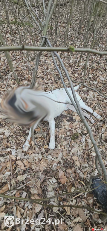 Powieszony pies w Tarnowcu