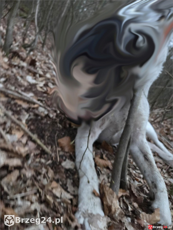 Powieszony pies w Tarnowcu