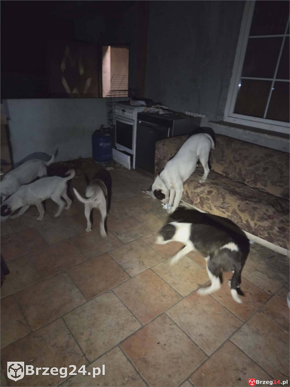 Powieszony pies w Tarnowcu