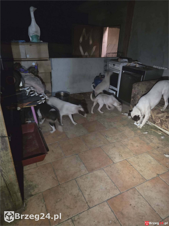 Powieszony pies w Tarnowcu