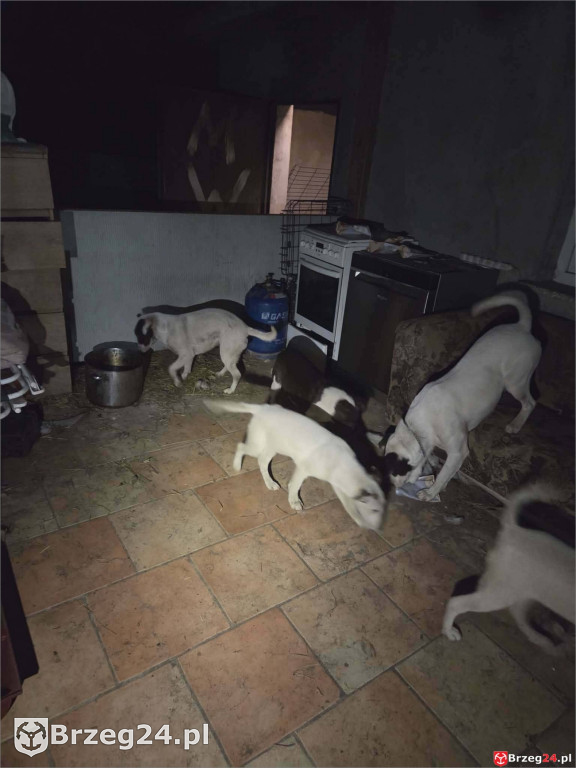 Powieszony pies w Tarnowcu