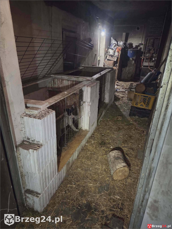 Powieszony pies w Tarnowcu