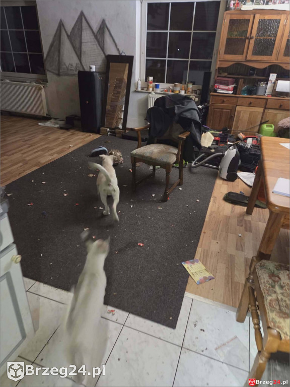 Powieszony pies w Tarnowcu