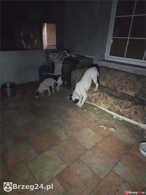 Powieszony pies w Tarnowcu