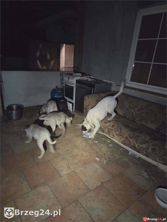 Powieszony pies w Tarnowcu