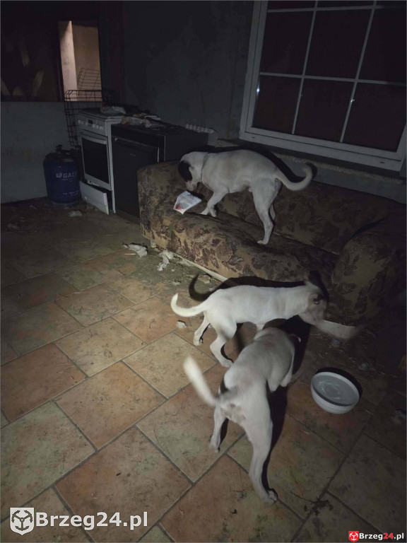 Powieszony pies w Tarnowcu