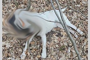 Makabryczne odkrycie w lesie. Powieszony pies w Tarnowcu