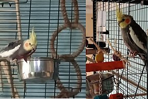 Zaginęła papużka Leon. Właściciele proszą o pomoc