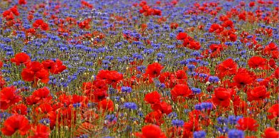 Chwasty, światło i uczciwość. Co świętujemy 28 marca