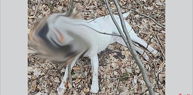 Makabryczne odkrycie w lesie. Powieszony pies w Tarnowcu