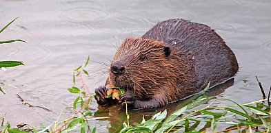 Od medyków po bobry. Co świętujemy 7 kwietnia